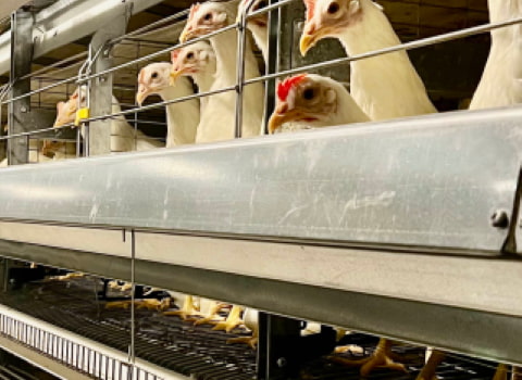 تصویر 1 از قیمت خرید قفس مرغ تخم گذار در ایران